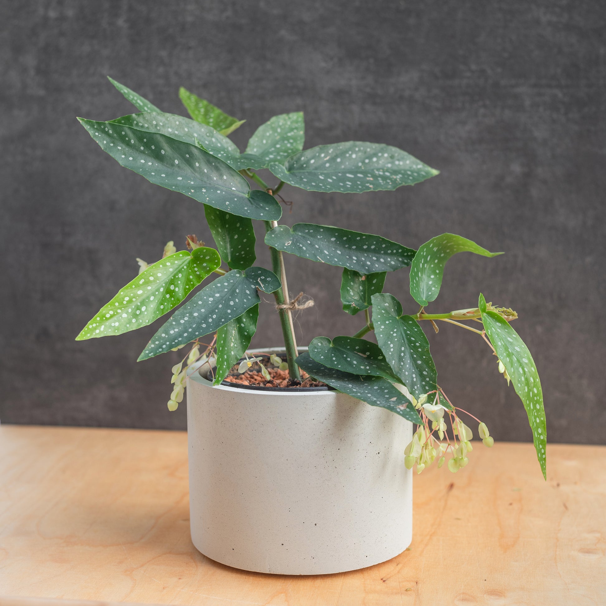 stilvolle nachhaltigkeit